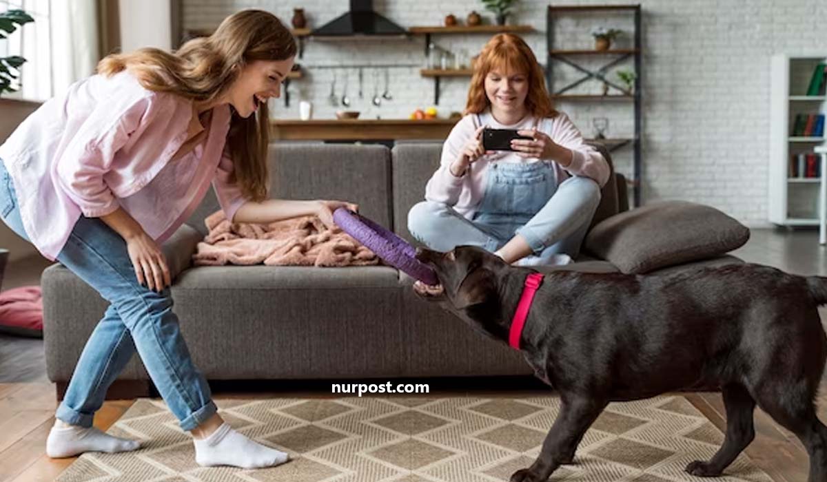 Best Pets for Your House or Flat: The Ultimate Guide to Choosing A Pet Best Pets for Your House or Flat: The Ultimate Guide to Choosing A Pet